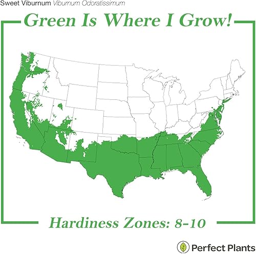 Miniatura 3 de PERFECT PLANTS Sweet Viburnum Shrub 3 Gallon | Live Shrubs for Outdoor Planting | Fast Growing Privacy Hedge | Fully Loaded Flowers Filled with