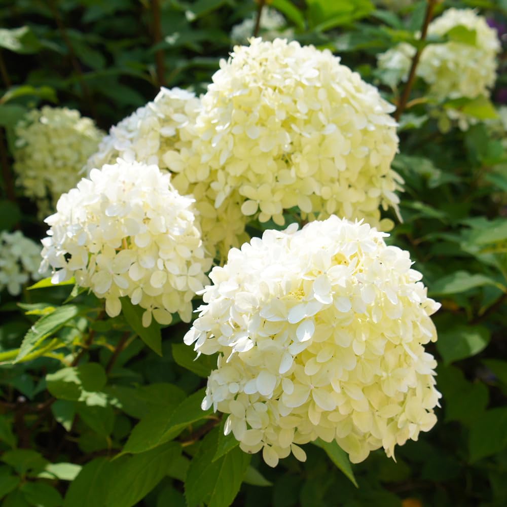 YouGarden - 1 x Hydrangea paniculata 'Silver Dollar' in a 9cm Plant Pot White Hydrangea Plants Outdoor Plants for Gardens, Supplied as 1 x Plants Outdoor Garden Ready, Strong White