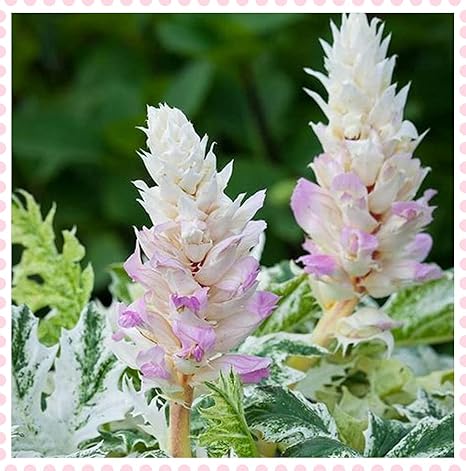 Amazon チューベローズ球根 低コスト栽培 にぎやか花の苗 夏の花現在販売中 飾 庭の装飾植物 花の球根 10球根 花