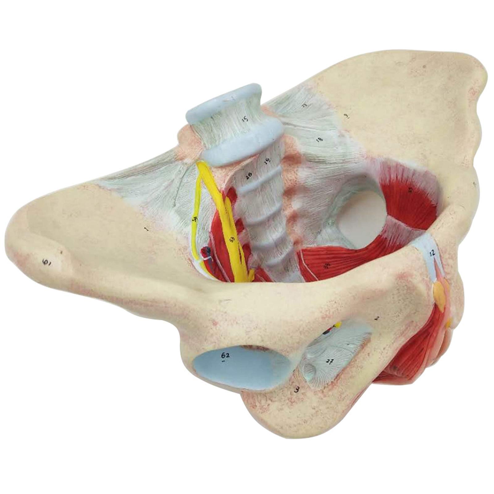 Amazon.co.jp: 高精度人体骨格模型・女性骨盤内臓・骨盤底筋付分解
