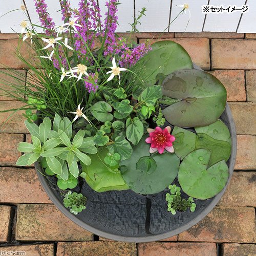 Amazon｜（ビオトープ）（めだか）はじめての睡蓮セット（睡蓮赤＋