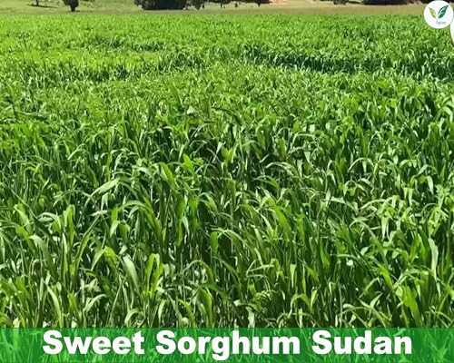 Image of Iagrifarm Sorghum Sudan Grass Fodder Seeds - 2 Kg - Multi Cut Fodder Seeds For Fodder Cultivation