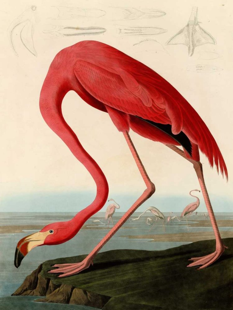 American Red Flamingo by John James Audubon - 12x16 Art Print Poster