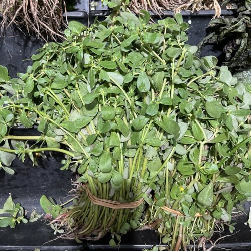 semillas de verdolaga perennes resistentes culinarias, orgánicas de verdolaga, jardín el balcón 500pcs