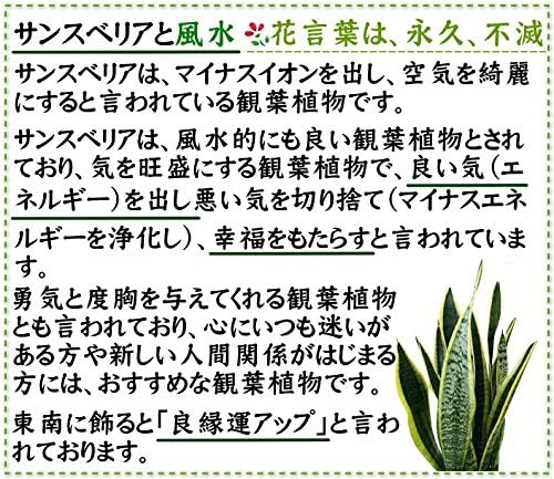 サンスベリアのケア