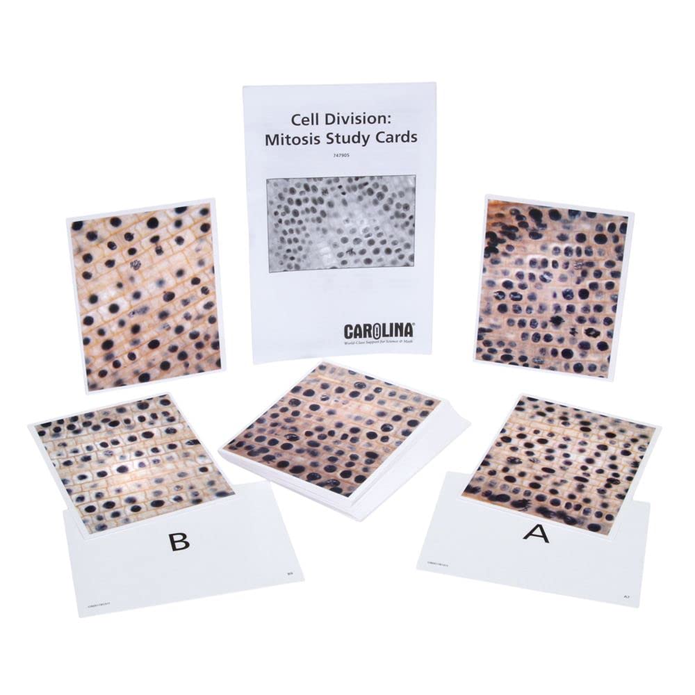Cell Division: Mitosis Study Cards, Set Of 32