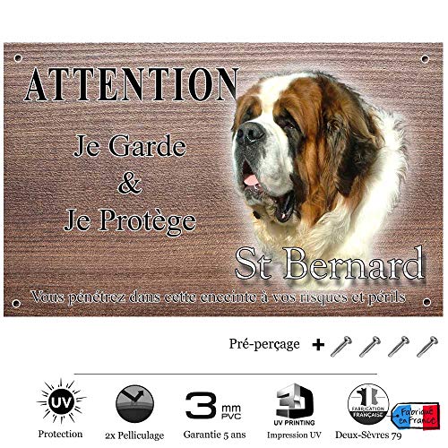 Saint Bernard Cm