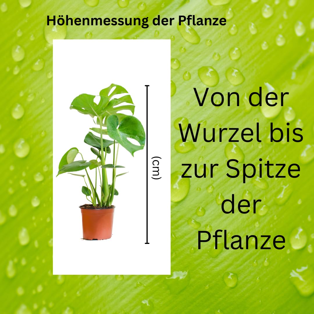 IFLO® Zimmerpflanzen Überraschungspaket – 12 pflegeleichte Pflanzen im Mix, grün, Topf Ø 12 cm, 30–75 cm hoch, natürliche Luftreiniger, für Wohnzimmer & Büro