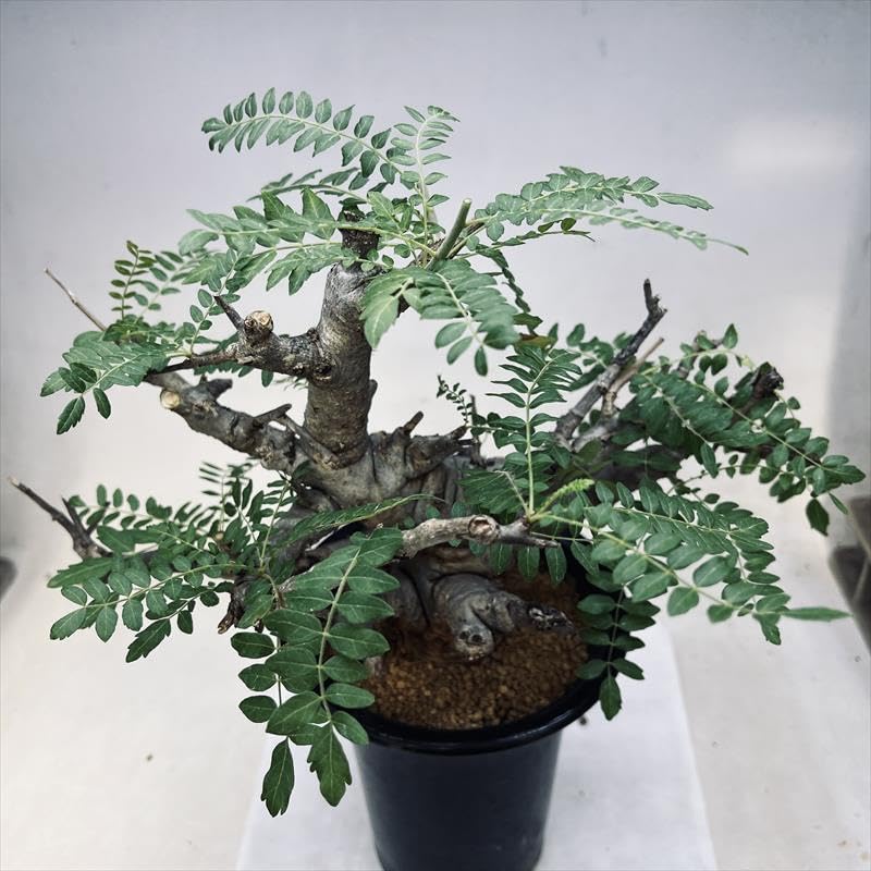 取引件数9999件記念特価！ 実生 選抜株 ボスウェリア ナナ 灌木 ネグレクタ 取引件数9999件記念特価！ 実生 選抜株 ボスウェリア ナナ 灌木