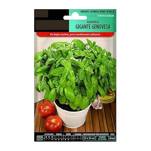 Semillas de Albahaca Italiana para Cultivar en Huerto Urbano Planta Aromática