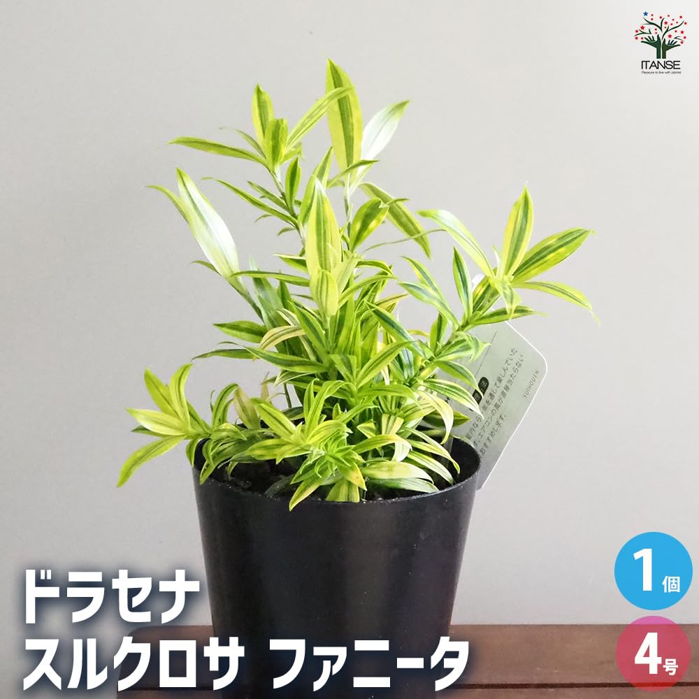 Amazon｜ITANSE ドラセナ スルクロサ ファニータ 4号 1個売り