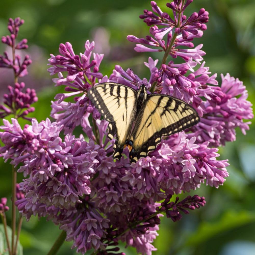 Dwarf Lilac 'Palibin' - Fragrant Patio Shrub with Tiny Perfumed Flowers - Hardy and Compact, Perfect for Small Gardens – 1x 2 Litre Potted Plants by Thompson & Morgan