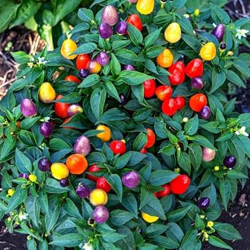 Five Color Pepper Seeds for Planting - 500+ Dwarf Ornamental Chili Pepper Seeds, Non-GMO Heirloom Variety for Indoor, Garden & Edible Decor - Easy to Grow for Beginners