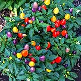 Five Color Pepper Seeds for Planting - 500+ Dwarf Ornamental Chili Pepper Seeds, Non-GMO Heirloom Variety for Indoor, Garden & Edible Decor - Easy to Grow for Beginners