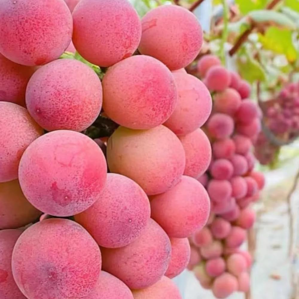 5Rhizome/Traubenwurzel trauben weintrauben Leicht zu züchten obstpflanzen
