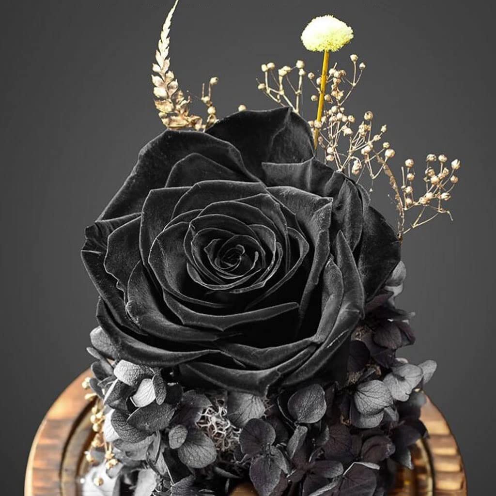 pozytywka na pulpit Pozytywka Szkło Dome Black Rose Pudełko szklana pokrywa Nadaje się na Walentynki Boże Narodzenie rocznica ślubu prezenty idealny wystrój domu