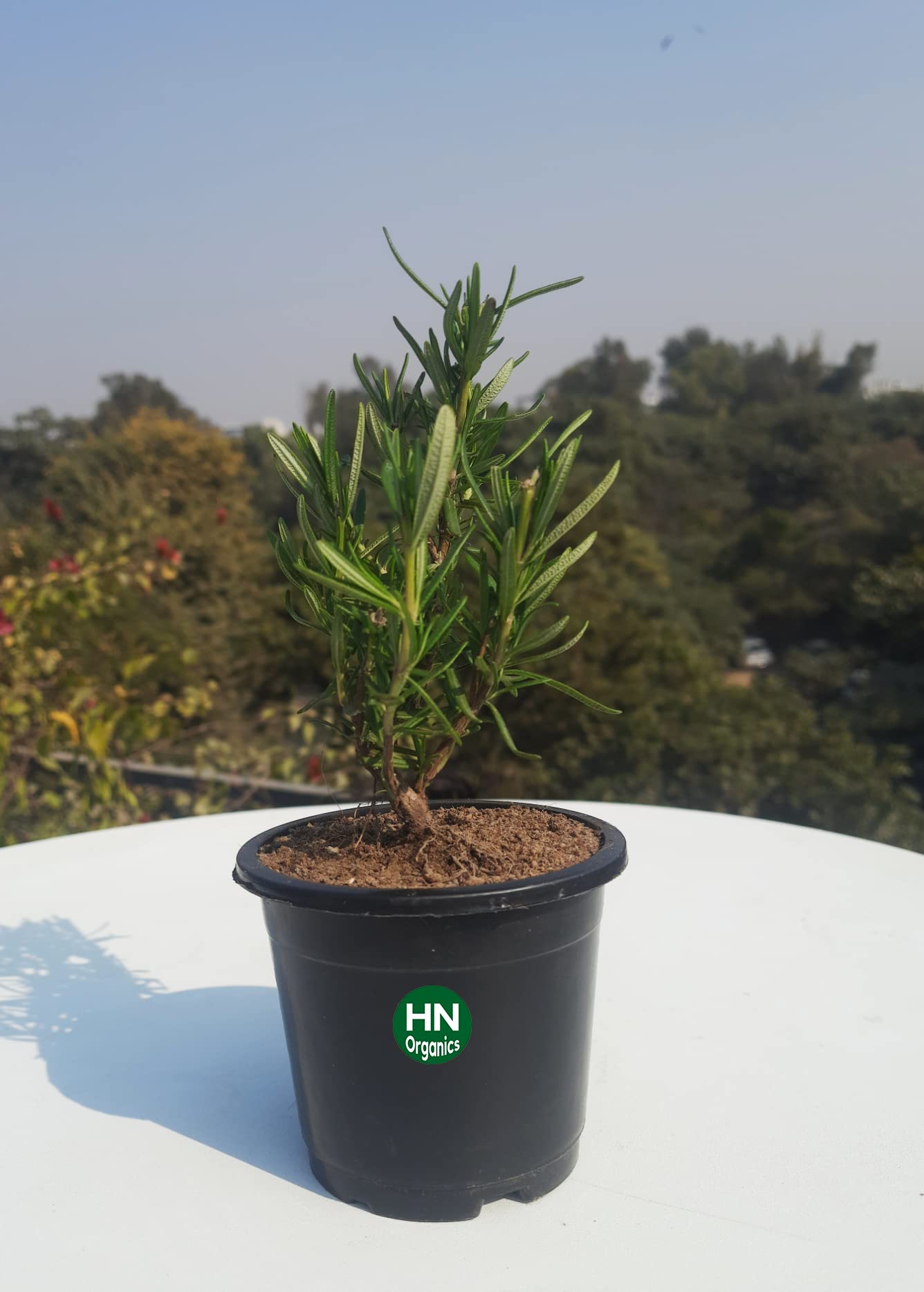 HN Organics Rosemary Plant Healthy Live Plant With Black Pot for Oudtoor Home | Kitchen Herb Garden (B0DCP95B3P) Amazon Price History, Amazon Price Tracker