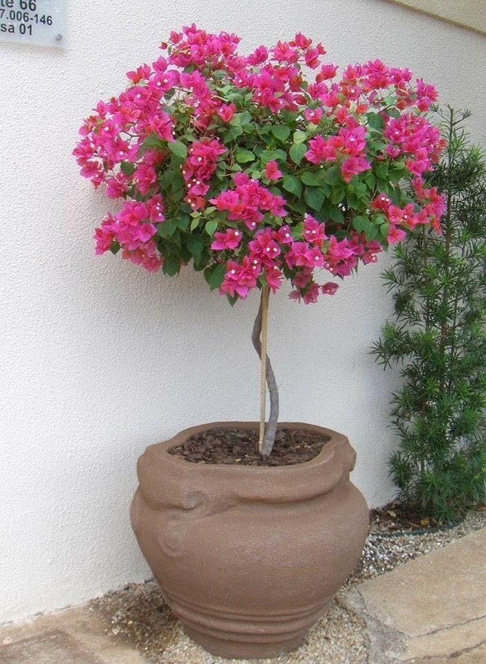 See full amazon price history chart for Bougainvillea Live Plant for Outdoor Home Garden,Pink Paper Flower For Home Out Door Space Bougainvillea Live Plant for Outdoor Home Garden,Pink Paper Flower For Home Out Door Space (B0D7TS97XF) Amazon Price History, Amazon Price Tracker