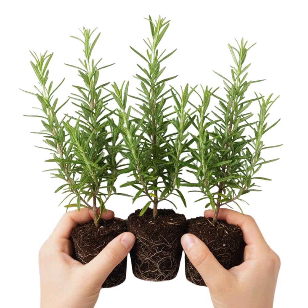 house plants pots GreenShip Planter Pots for Indoor & Outdoor Plants, Set of 2 Modern De –  GreenShip Garden USA main image 0
