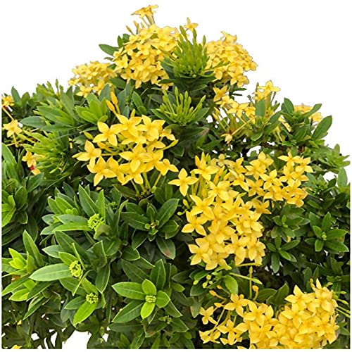 See full amazon price history chart for Aiden Gardens Rare Miniature ixora Plant Thailand Chethi Ixora coccinea Yellow Color 1 Live Plant Aiden Gardens Rare Miniature ixora Plant Thailand Chethi Ixora coccinea Yellow Color 1 Live Plant (B093F88TY5) Amazon Price History, Amazon Price Tracker