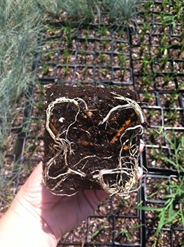 3 Happy Returns Daylilies in 4 Inch Pots Tennessee Grown