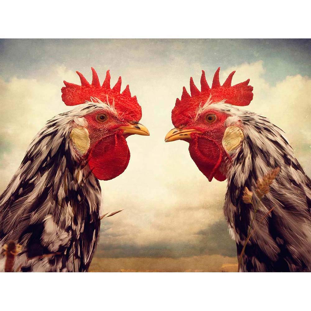 Wee Blue Coo Roosters Birds Chicken Farm Close Up Art Print Poster Wall Decor 12X16 Inch