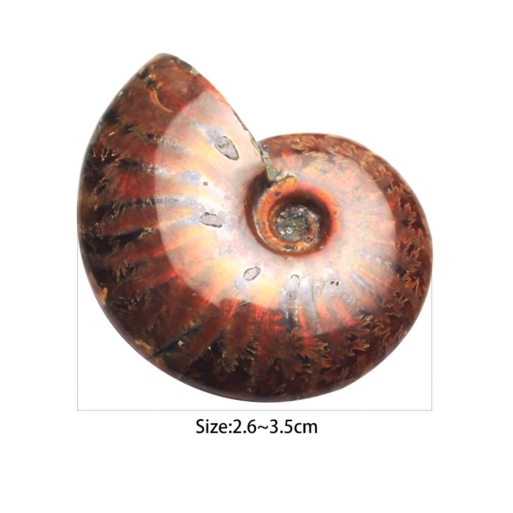 AITELEI Lucky Fortune Espiral Ammolita Natural Amonita Fósil Pure Natural Artesanía Piezas de Caracola, Piedra Fósil Jugada en Palmas