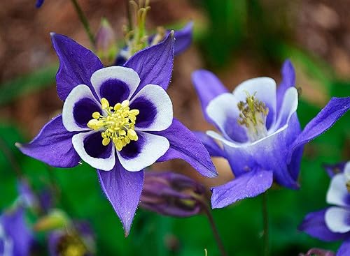 Miniatura 4 de Aquilegia Seed Mix Granny's Bonnet Columbine Semillas exóticas de jardín para plantar alrededor de 40 semillas sin OMG