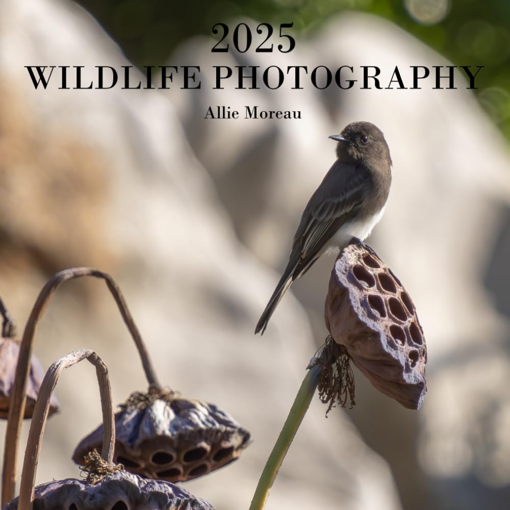Wildlife Photography 2025 idée cadeau idéale pour passionnés