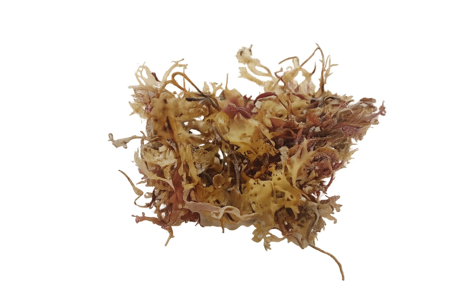 Musgo irlandés (carragena) de Emerald Isle Seaweed certificado orgánico (400 g blanqueado por el sol)