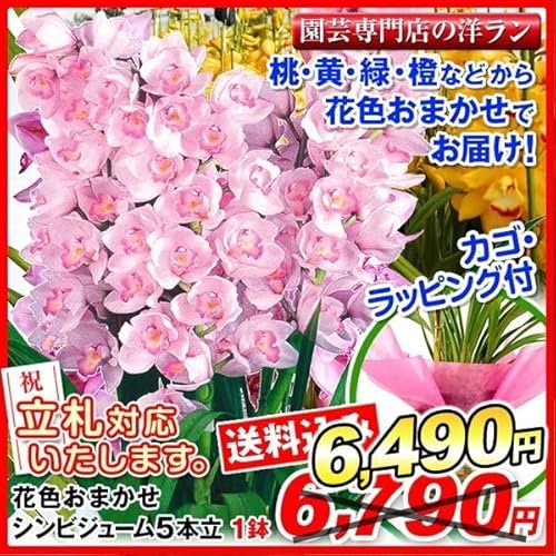 鉢花 ギフト用花色おまかせシンビジューム 5本立ち 1鉢 / 国華園 25年秋商品のサムネイル