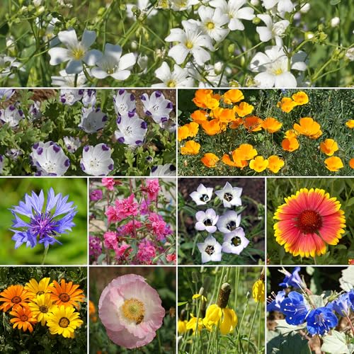 Image of Ferry-Morse Southwest Bulk Wildflower Seeds, 390,000+, 1 lb