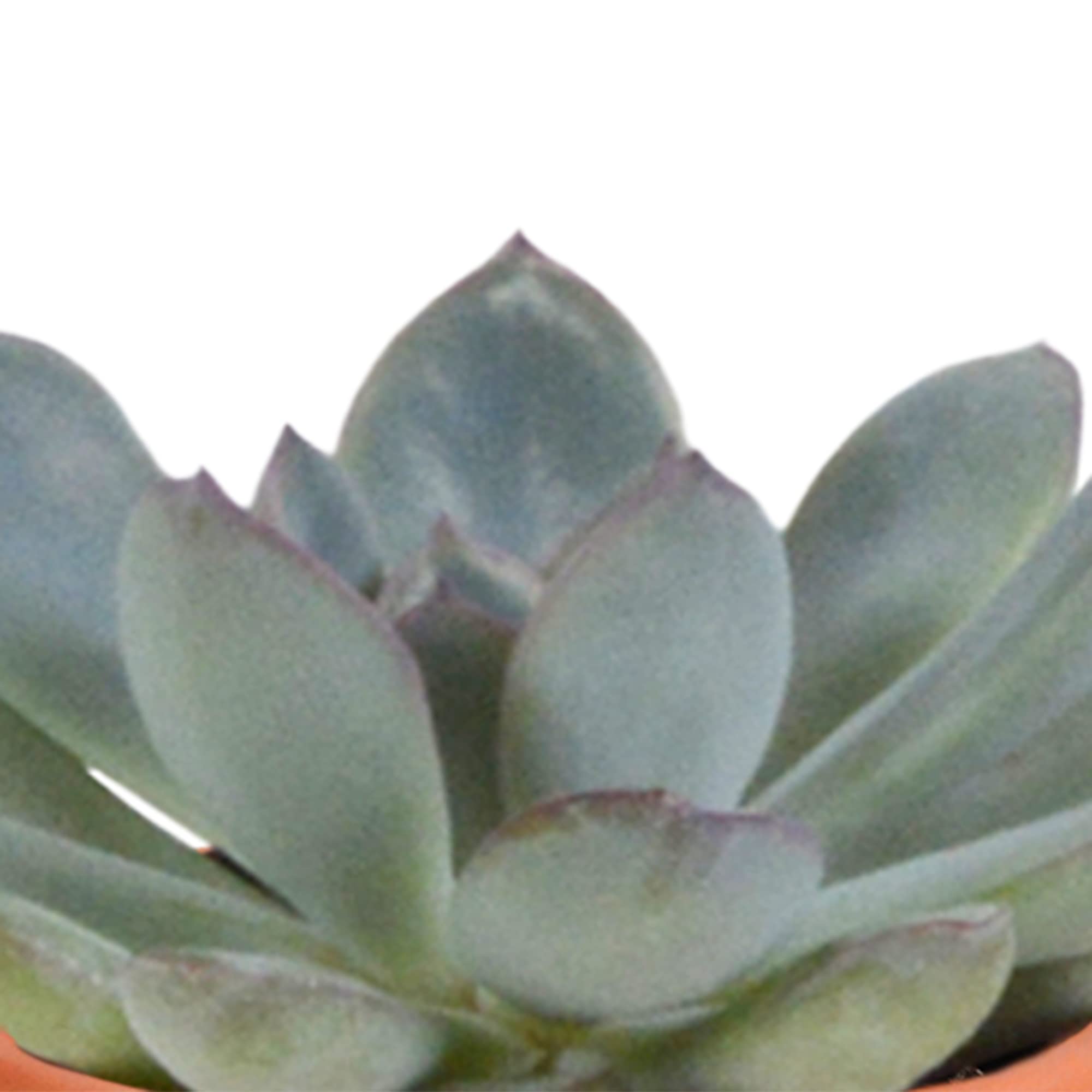Mix di Cactus e Succulente Vere, da Interno, Assortiti, 5.5 cm, 15 Pezzi