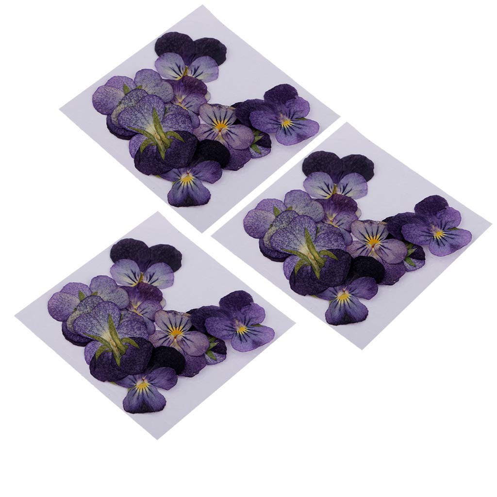 PATIKIL Lot de 48 fleurs séchées pressées naturelles séchées pour loisirs créatifs, décoration de maison, décoration d'ongles, bleu lac