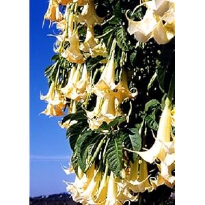 TROPICA – Tromba d’angelo/bianco con fiori pendenti (Brugmansia suaveolens) – 10 semi