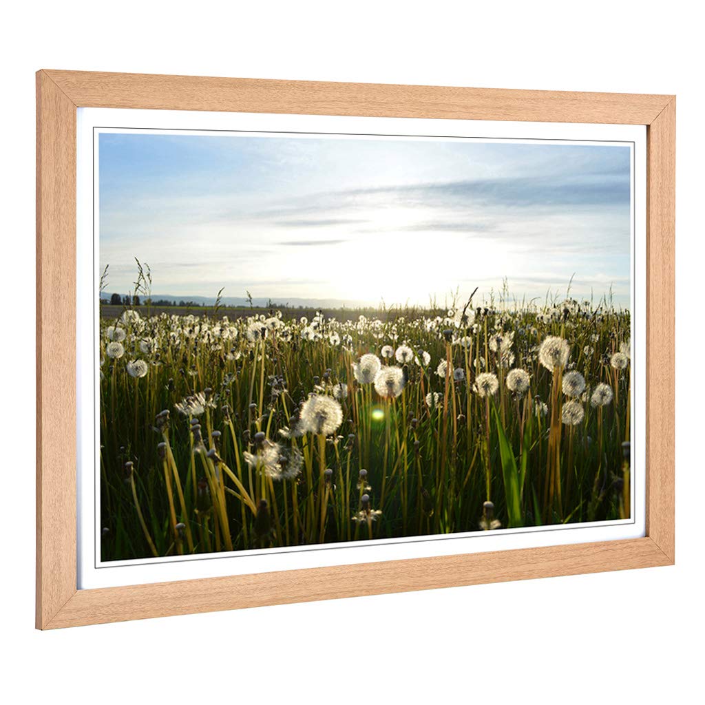 Big Box Art Framed Print of Flower Dandelion Meadow Design | Wall Art Picture | Home Decor for Kitchen, Living, Dining Room, Bedroom, Hallway, Office, Oak, A2 / 24.5x18 Inch / 62x45cm