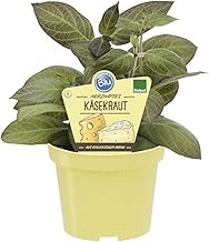 Käsekraut in BIO-Qualität - Paederia lanuginosa - Kräuterpflanze im 12cm Topf