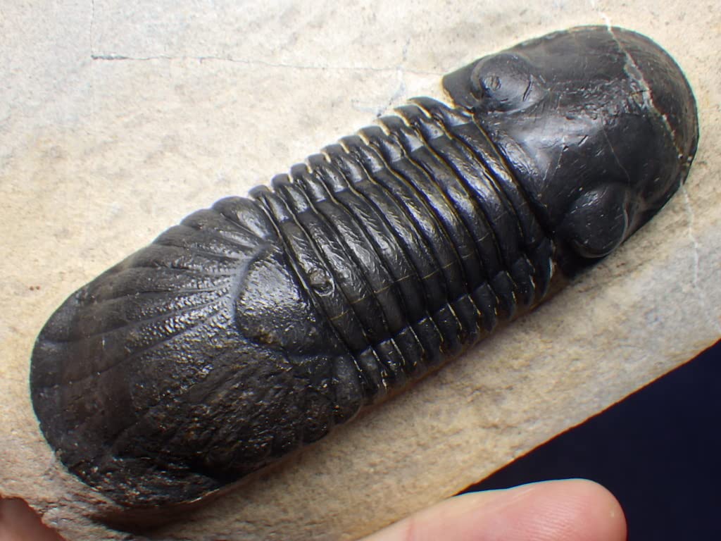 Paralejurus　三葉虫　化石　モロッコ 産 Paralejurus三葉虫化石モロッコ 産