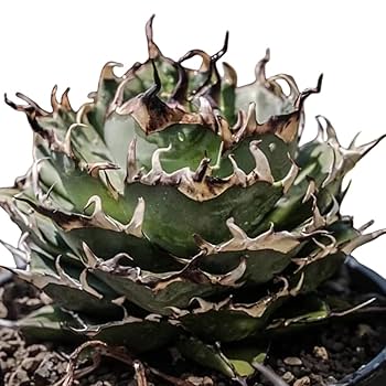 Amazon.co.jp: F1 特厳選 アガベ チタノタ ハデス 黒帝斯 Agave