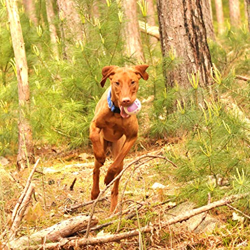 Lambid Dryer Balls Laundry Anti Static - Set Of 6 Xl Handmade Dryer Balls Of Wool Organic Fabric Softener To Replace Dryer Sheets, Gifts For Mom #TOP4