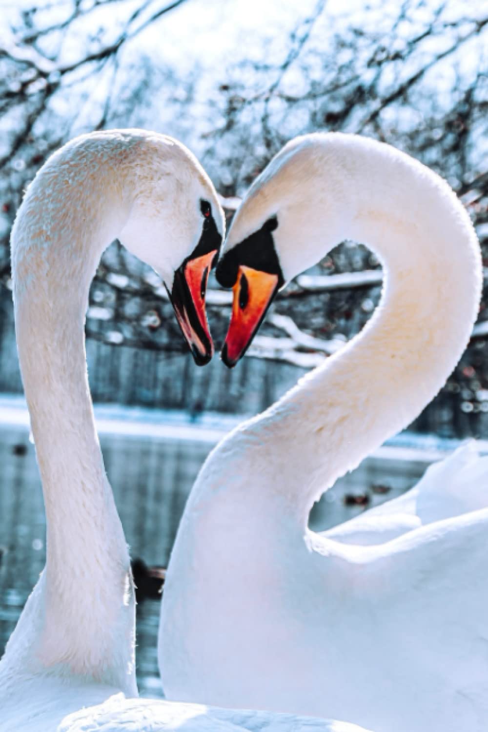 Swans Notebook for Nature Lovers: Stunning swan photo cover on 120 white lined page notebook