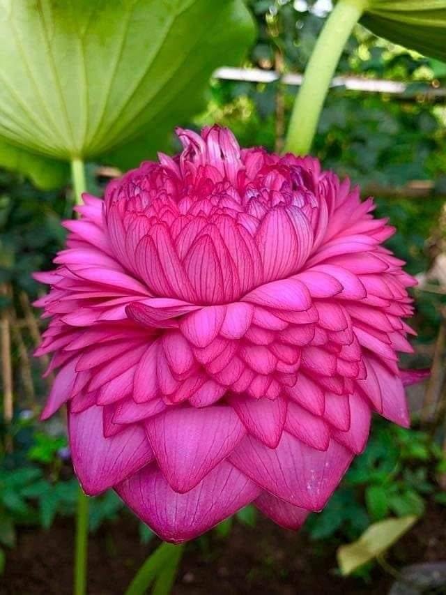 BeGrin Rare Verity Thousand Petal Lotus Live Plant Tubers, Nelumbo nucifera HYBRID LOTUS TUBER (RHIZOME) LIVE, LARGE SIZE FLOWER Pack of 1 for Home Garden Teratai Nelumbonaceae Code 1000 (B0D1DN9MRY) Amazon Price History, Amazon Price Tracker