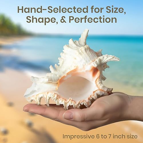 Miniatura 5 de Decoración de concha de caracola, decoración de conchas marinas, concha de mar grande de Murex Ramoso de 6-7 pulgadas, conchas para decoración,