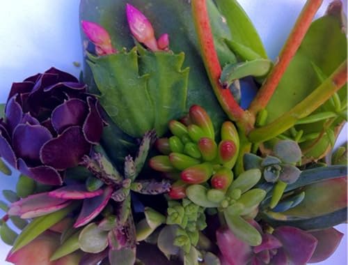 Miniatura 3 de 25 (25 variedades) Esquejes de suculentas