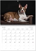 Vista 6 de Boston Terrier de colores 2022 (calendario mensual de pared 2024 11.7 x 16.5 pulgadas (abierto), calendario de 14 meses CALVENDO