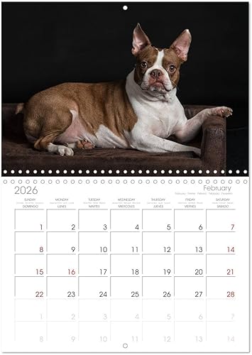Miniatura 6 de Boston Terrier de colores 2022 (calendario mensual de pared 2024 11.7 x 16.5 pulgadas (abierto), calendario de 14 meses CALVENDO