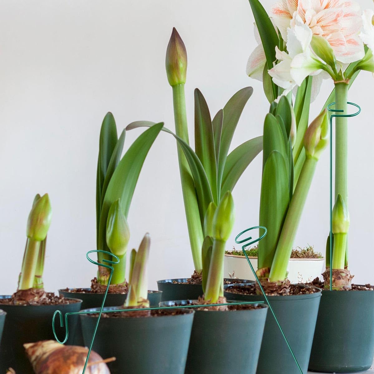 10 Pieces 36 inch Green Single Stem Plant Stakes Flower Support Rings,Gardening Planter Cages for Single Stem Flowers, Amaryllis,Peony, Lily,Narcissus