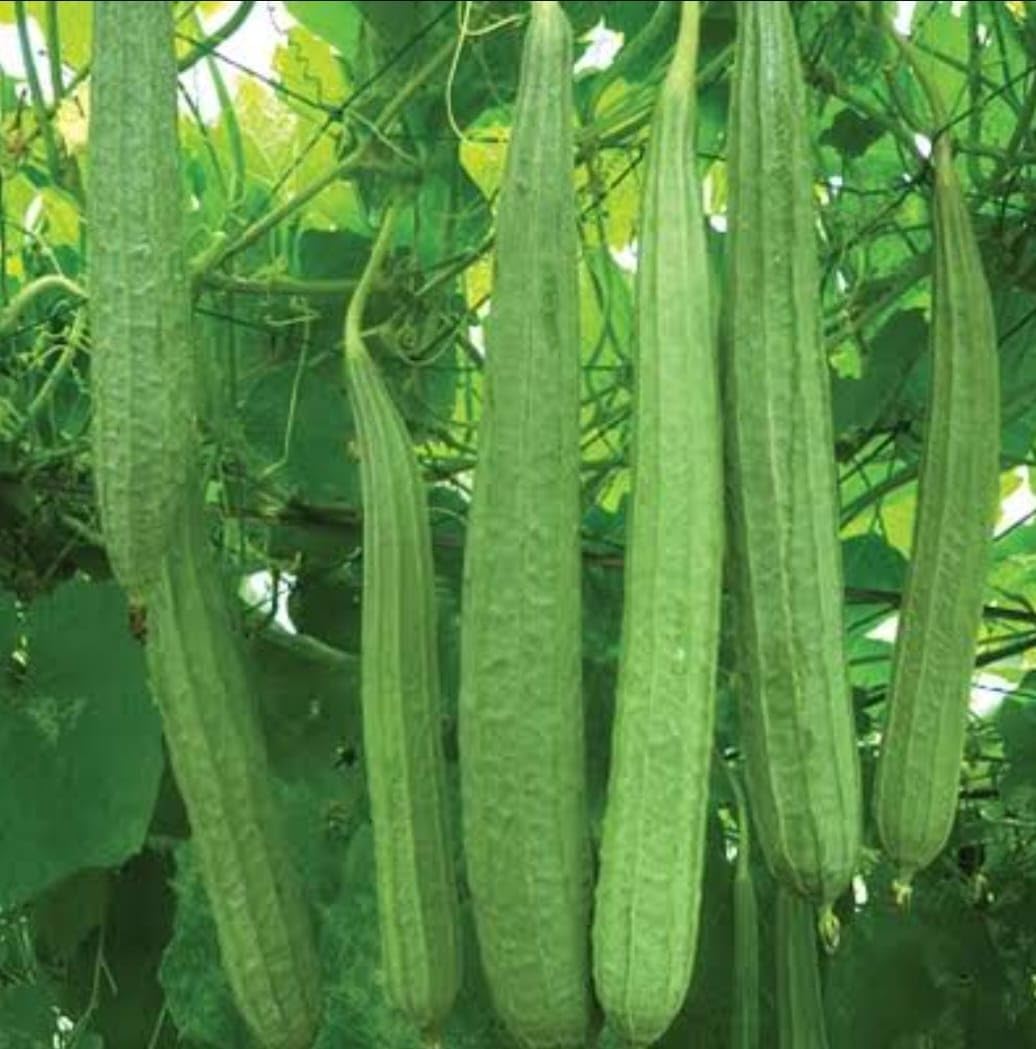 Ridge gourd long | तरोई धारीदार | Tori seed | Taroi dharidar seed | Organic seed | Home garden seed | 30 Seed (B0D69Y1TTJ) Amazon Price History, Amazon Price Tracker