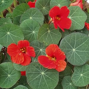 Exotenherz Kapuzinerkresse BIO-Qualität 12cm Topf