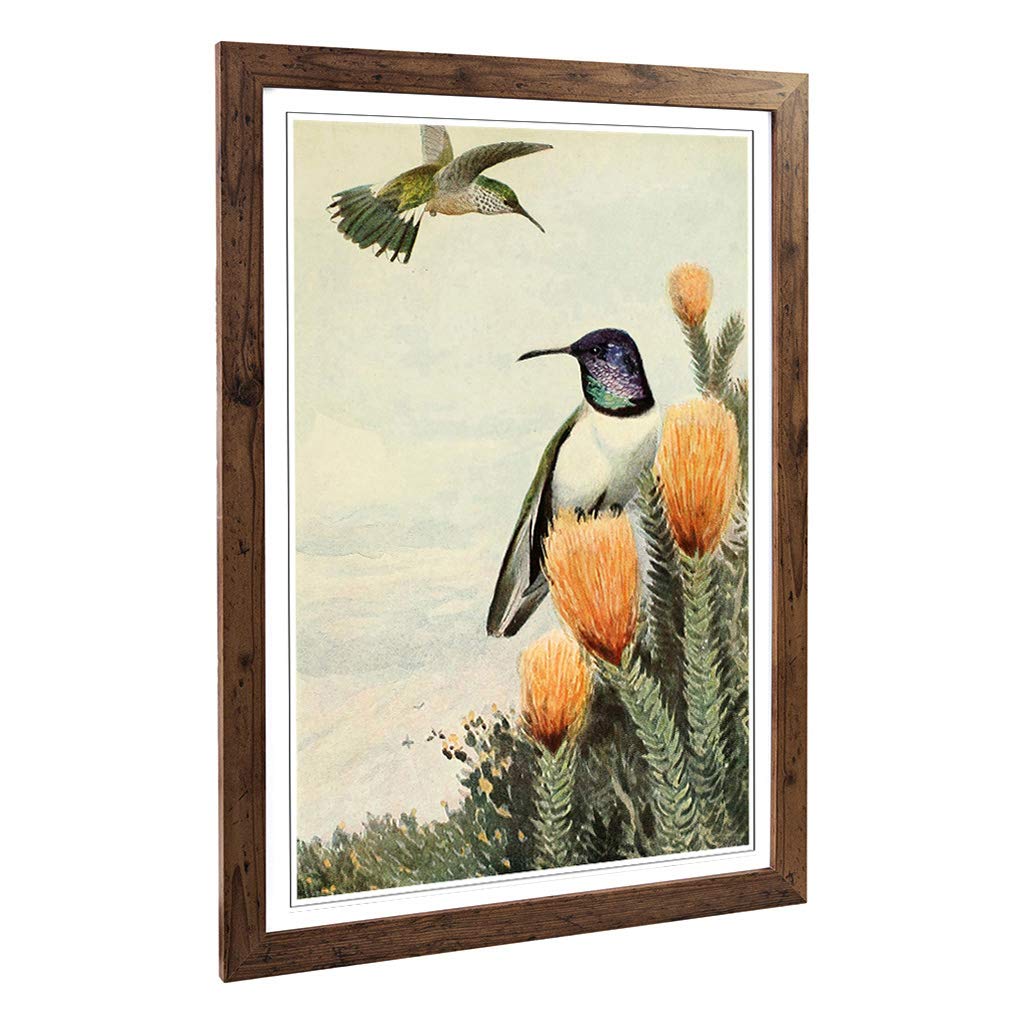 Big Box Art Framed Print of Vintage Brehms Tierlben Ecuadorian Hillstar Design | Wall Art Picture | Home Decor for Kitchen, Living Room, Bedroom, Hallway, Walnut, A2 / 24.5x18 Inch / 62x45cm